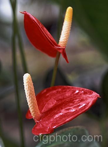 Anthurium 'Altar', one of the many cultivated forms, usually hybrids or cultivars of the Flamingo. Flower (<i>Anthurium andraeanum</i>), an epiphytic evergreen perennial native to Colombia and Ecuador. anthurium-2027htm'>Anthurium.