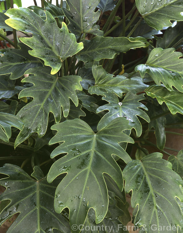 Philodendron bipinnatifidum 'Miniature Selloum', a dwarf cultivar of a semi-climbing shrub native to southeastern Brazil. One of the hardiest philodendrons it grows outdoors in frost-free climates. Order: Alismatales, Family: Araceae