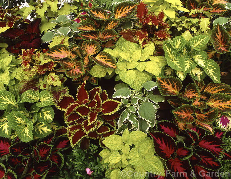 A mixed group of Coleus (<i>Solenostemon scutellarioides</i>) cultivars. Originally native to Southeast Asia, this tender shrubby perennial occurs in many coloured foliage forms.