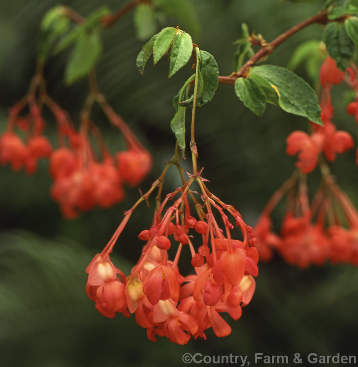 Fuchsia. Begonia, Corazon-de-Jesus (<i>Begonia fuchsioides</i>), an upright, fibrous-rooted evergreen begonia from Venezuela. Notable for its clusters of very brightly coloured pendulous flowers. Order: Cucurbitales, Family: Begoniaceae