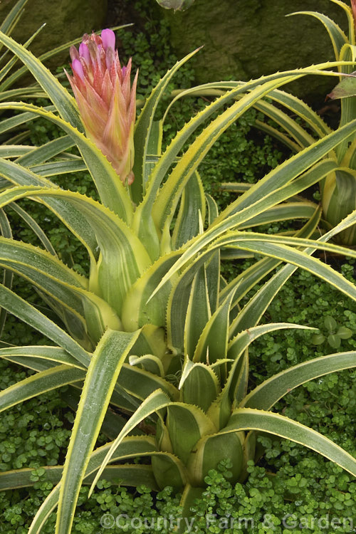 <i>Aechmea recurvata</i> 'Aztec Gold', a variegated foliaged cultivar of a bromeliad found over much of warm-temperate to subtropical South America. It was introduced in the 1980s. Order: Poales, Family: Bromeliaceae