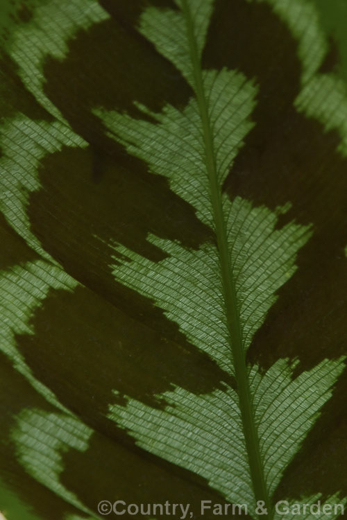 Underside of the leaf of one of the Peacock Plant species (<i>Calathea veitchiana</i>), a rhizomatous perennial from Peru. Often grown as a house plant and related to the prayer plants (<i>Maranta spp</i>), it is notable for its attractively marked, partly translucent foliage.