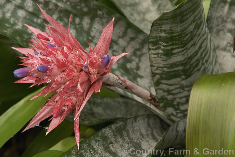 <i>Aechmea fasciata</i>, a common, though nevertheless spectacularly flowered bromeliad native to Brazil. The flower stem can reach 1m high. Order: Poales, Family: Bromeliaceae