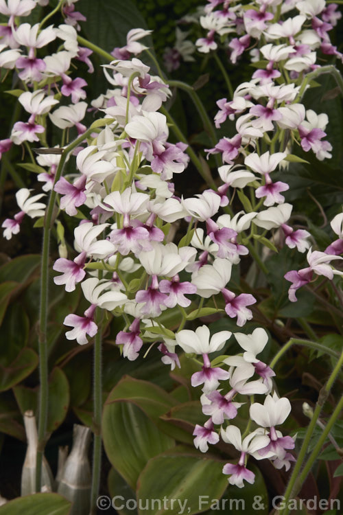 Calanthe vestita, an orchid found from Burma to Indonesia. Its foliage is deciduous and the pseudobulbs are very conspicuous. The spray of flowers may be up to 60cm long. calanthe-2559htm'>Calanthe