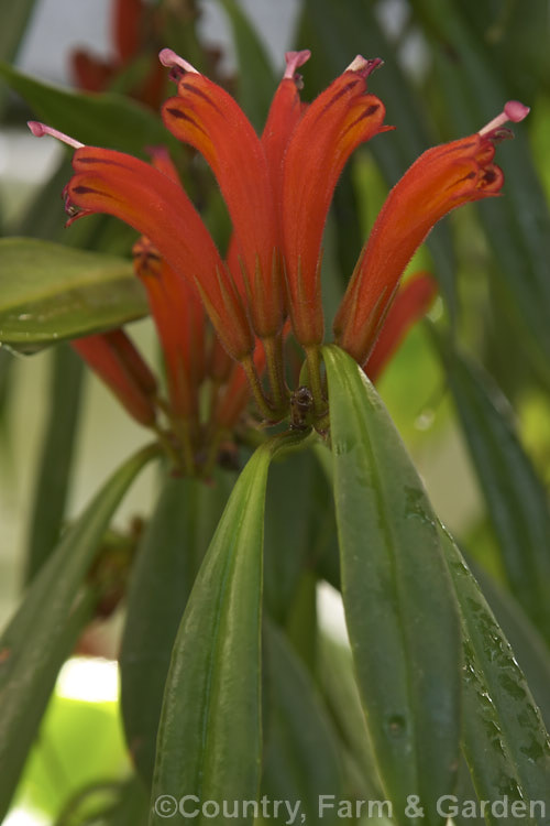 <i>Aeschynanthus parasiticus</i>, a trailing subshrub native to India, often used as an indoor hanging basket plant. Despite the specific name, it is epiphytic, not parasitic. Order: Lamiales, Family: Gesneriaceae