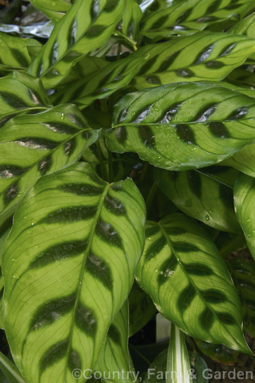 Calathea closonii, a tropical American rhizomatous perennial usually grown as a foliage house plant.