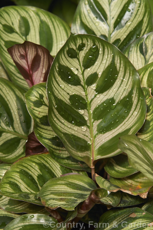 Peacock Plant or Cathedral. Windows (<i>Calathea makoyana</i>), a Brazilian evergreen rhizomatous perennial often grown as a house plant. The leaves are up to 35cm long. It is closely related to the prayer plants (<i>Maranta spp</i>).