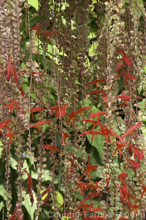 Columnea 'Variegata', a cream and pink-variegated cultivar usually grown as a hanging basket plant. Order: Lamiales, Family: Gesneriaceae