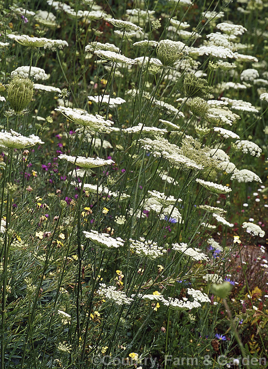 Bishop's Weed or Hogweed (<i>Ammi majus</i>), a 60cm high annual or short-lived perennial native to the Mediterranean and Eurasian region. Often naturalising freely, it is most at home in wild gardens. Order: Apiales, Family: Apiaceae