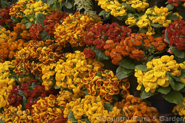 Herbeohybrida Calceolaria (<i>Calceolaria x herbeohybrida</i>). These hybrids (<i>Calceolaria crenatiflora x Calceolaria corymbosa x Calceolaria cana</i>) are usually grown as winter greenhouse plants or summer bedders.