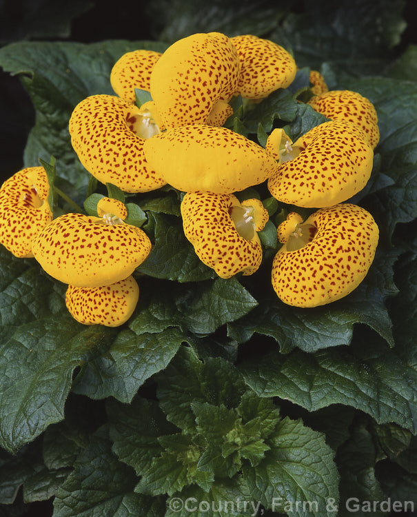 Herbeohybrida Calceolaria (<i>Calceolaria x herbeohybrida</i>). These hybrids ([Calceolaria crenatiflora x Calceolaria corymbosa] x C cana</i>) are usually grown as winter greenhouse plants or summer bedders.