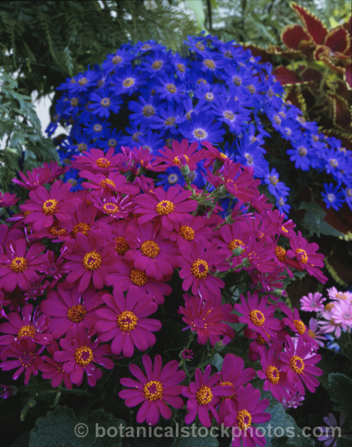 Florists'. Cineraria (<i>Pericallis x hybrida [hybrids of Pericallis lanata x Pericallis cruenta and others]). These popular plants are grown indoors for winter or outdoors as summer annuals. In frost-free areas they flower year-round outdoors. pericallis-2216htm'>Pericallis.