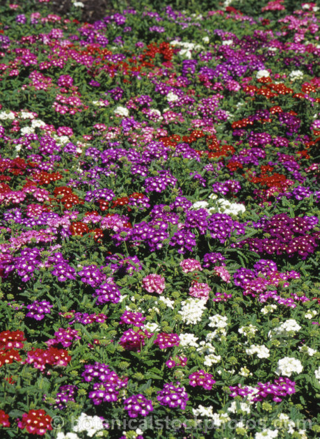 Bedding or Florist's Verbena (<i>Verbena x hybrida</i>), the result of hybridising between several species, these perennials, treated as annuals are available in many colours. verbena-2396htm'>Verbena. .