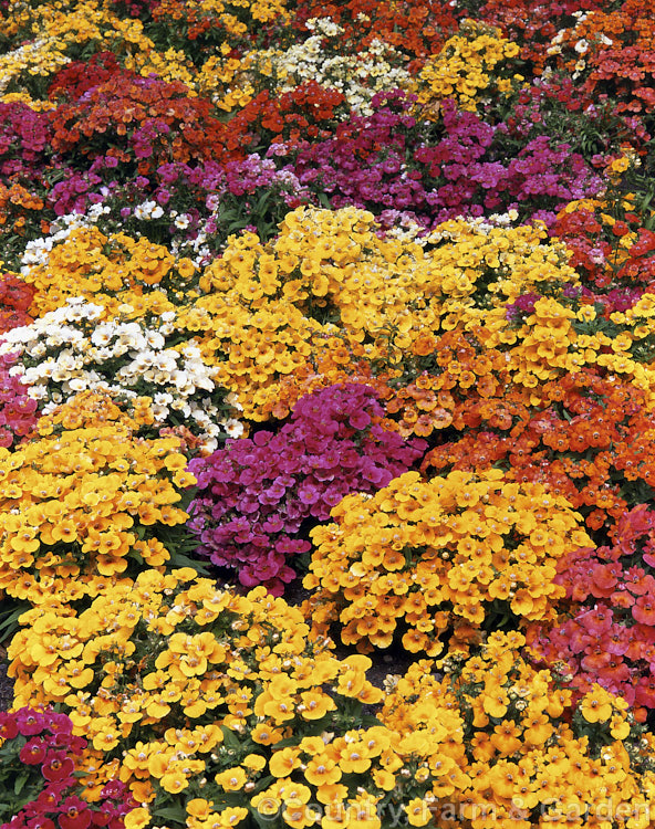 A massed planting of annual nemesias. Developed from two. South African annual species, Nemesia strumosa and Nemesia versicolor, these short-lived, heavy-flowering plants are available in a wide colour range. nemesia-2034htm'>Nemesia. <a href='scrophulariaceae-plant-family-photoshtml'>Scrophulariaceae</a>.