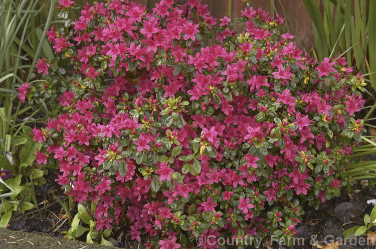 Rhododendron (evergreen azalea</i>) 'Christmas Cheer' (syn 'Ima. Shojo'), a very popular early-flowering. Kurume evergreen azalea with hose-in-hose flowers. One of the famous group of 1919 introductions by EH. Wilson known as Wilson's Fifty. It was number 36 of the 50 and has been widely grown ever since