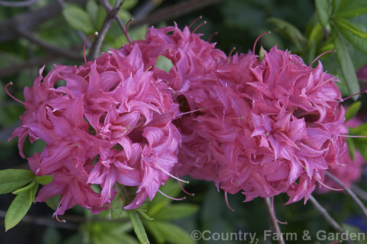 Rhododendron (deciduous azalea</i>) 'Homebush', a Knap. Hill hybrid raised by Waterer of England and introduced by Slocock in the mid-1920s. It has small semi-double flowers