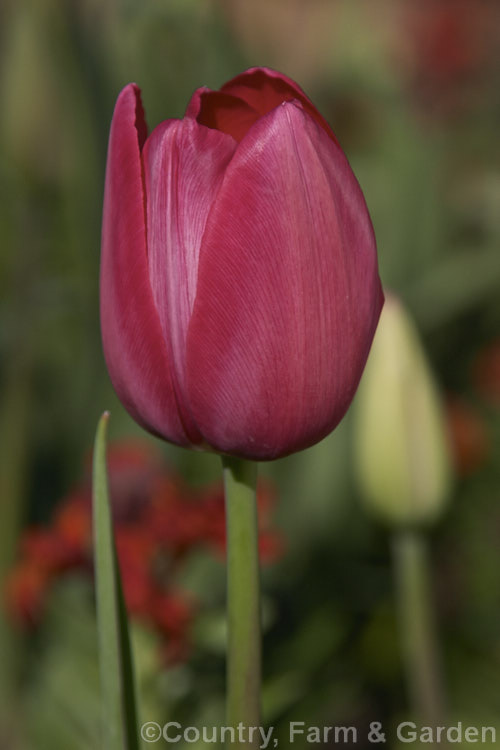 Tulipa 'Grand Style' (<i>Category 5 x Single. Late</i>), a vigorous, large-flowered, strongly coloured tulip that grows to 60cm tall Order: Liliales, Family: Liliaceae