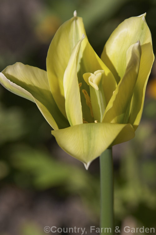 Tulipa 'Spring Green' (<i>Category 8 x Viridiflora</i>), introduced in 1969, this 40cm tall, green-flowered hybrid shows an interesting combination of tones. Order: Liliales, Family: Liliaceae
