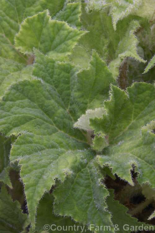 The lush, densely hairy foliage of Begonia carrieae, an evergreen, fibrous-rooted, summer-flowering Brazilian perennial that can grow to as much as 70cm high and wide. Order: Cucurbitales, Family: Begoniaceae