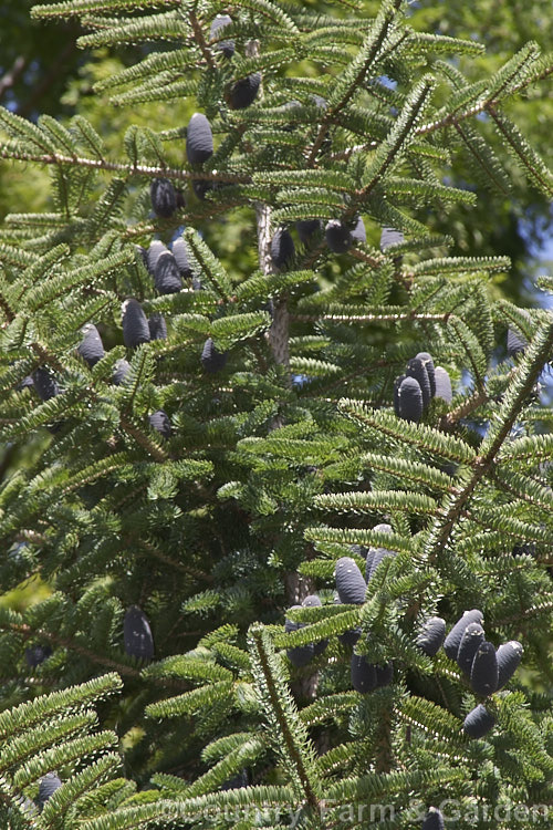 Faber's Fir (<i>Abies fabri</i>), an evergreen conifer up to 25m tall. Native to western China, this species is notable for its beautiful blue-black cones and purple winter buds. Order: Pinales, Family: Pinaceae