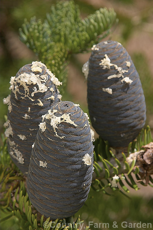 Faber's Fir (<i>Abies fabri</i>), an evergreen conifer up to 25m tall. Native to western China, this species is notable for its beautiful blue-black cones and purple winter buds. Order: Pinales, Family: Pinaceae