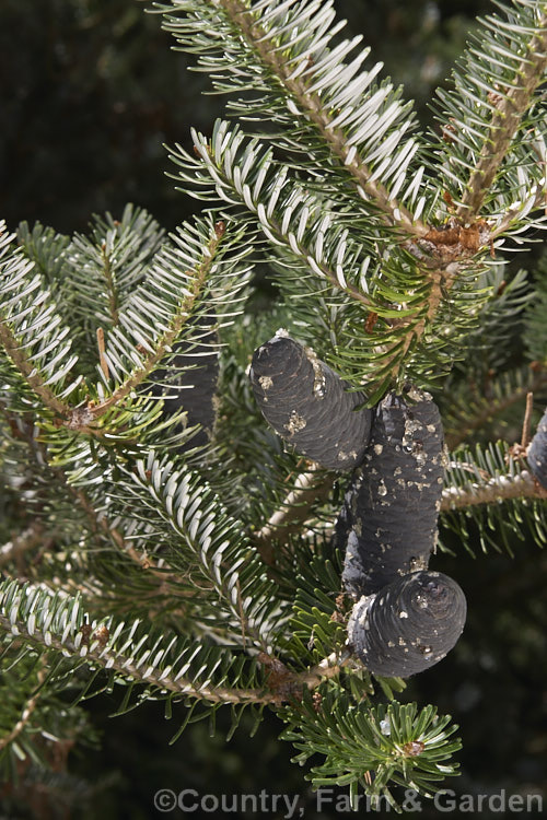 Pacific Silver Fir or Christmas Tree (<i>Abies amabilis</i>), a conifer that grows to as much as 30m tall and which found from southern Alaska to western Oregon. It is known as the Silver Fir because of the silvery white undersides of the foliage. It is sometimes known as the Red Silver Fir because of the red colour of the young male cones, which can be very showy in spring. Order: Pinales, Family: Pinaceae