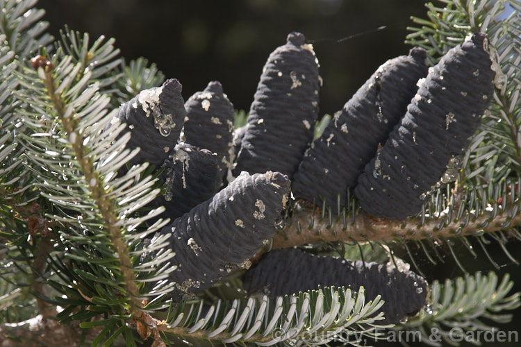 Pacific Silver Fir or Christmas Tree (<i>Abies amabilis</i>), a conifer that grows to as much as 30m tall and which found from southern Alaska to western Oregon. It is known as the Silver Fir because of the silvery white undersides of the foliage. It is sometimes known as the Red Silver Fir because of the red colour of the young male cones, which can be very showy in spring. Order: Pinales, Family: Pinaceae