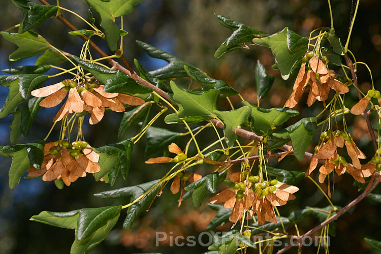 Three-toothed Maple (<i>Acer buergerianum</i>) with developing samara. This small deciduous tree is native to Japan and nearby parts of eastern China. Its leaves are small and very distinctive because they have only three lobes. Order Sapindales, Family: Sapindaceae