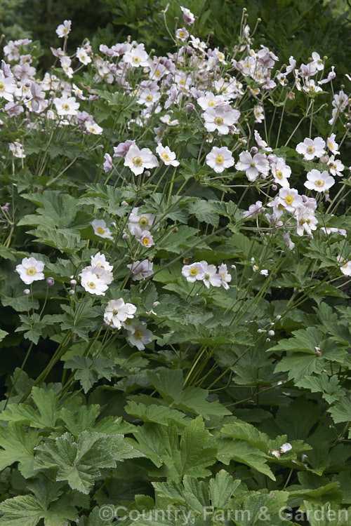 Japanese Anemone (<i>Anemone scabiosa [syns. Anemone hupehensis var. japonica, Anemone x hybrida, Anemone japonica]), an autumn-flowering perennial native to Japan and China. Order: Ranunculales, Family: Ranunculaceae