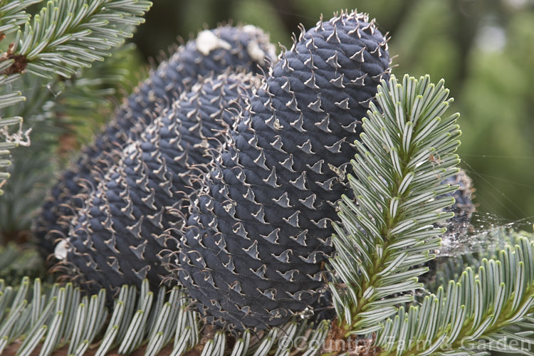 Father Farges' Fir (<i>Abies fargesii</i>), a conifer, up to 30m tall, native to central and northwestern China. Sometimes confused with Abies chengii, though the purple-blue young cones are very distinctive. Order: Pinales, Family: Pinaceae