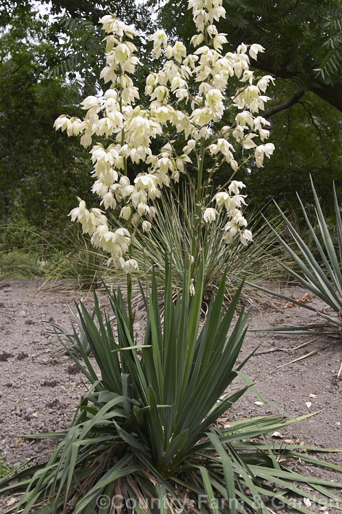 Soapweed or Arkansas. Yucca (<i>Yucca arkansana</i>), a spear-leafed perennial found on the prairies of Arkansas, Oklahoma and Texas. Its leaves are up to 70cm long and its greenish white flowers appear from late summer.