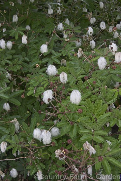 Powder. Puff. Tree or Snowflake. Acacia (<i>Calliandra portoricensis</i>), an evergreen, summer-flowering shrub or small tree to about 6m tall It is found from southern Mexico to Panama and in the West Indies. calliandra-2621htm'>Calliandra.