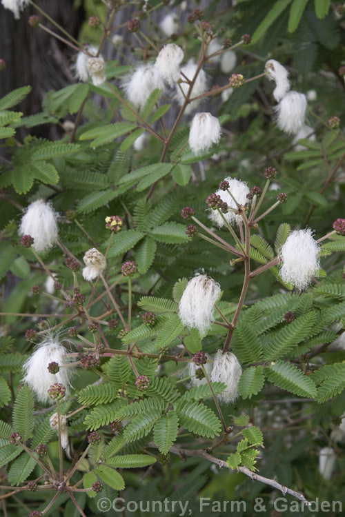 Powder. Puff. Tree or Snowflake. Acacia (<i>Calliandra portoricensis</i>), an evergreen, summer-flowering shrub or small tree to about 6m tall It is found from southern Mexico to Panama and in the West Indies. calliandra-2621htm'>Calliandra.