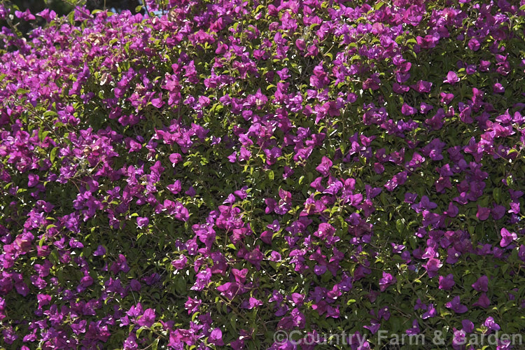 Bougainvillea glabra 'Magnifica' (syn 'Magnifica. Trailii'), this cultivar of a Brazilian species is one of the toughest and easiest bougainvilleas to cultivate. It is a spiny-stemmed, summer-flowering shrub or scrambling climber. bougainvillea-2413htm'>Bougainvillea. <a href='nyctaginaceae-plant-family-photoshtml'>Nyctaginaceae</a>.