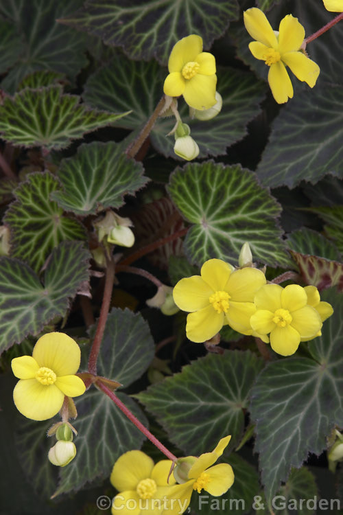 Begonia pearcei, an Andean species introduced to Europe in 1864 by Richard. Pearce and important in the hybridising of the<i>Begonia x tuberhybrida</i>begonias, the first of which appeared in 1867. Order: Cucurbitales, Family: Begoniaceae