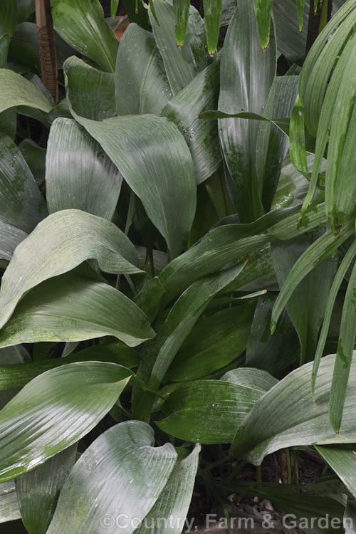 Cast-iron Plant (<i>Aspidistra elatior</i>), an evergreen perennial native to southern China, with leaves up to 60cm long. In spring it produces inconspicuous inflorescences of small brown flowers. It has long been grown as a house plant because of its ability to survive in cool, dark places. aspidistra-2375htm'>Aspidistra.