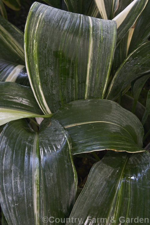 Aspidistra elatior 'Variegata', a cream-variegated cultivar of the Cast. Iron Plant or Bar. Room Plant, an evergreen perennial found from the Himalayas to southern Japan. The aspidistra was a very popular indoor plant in the days when houses were largely unheated, due to its ability to survive in draughty, poorly lit locations. aspidistra-2375htm'>Aspidistra.