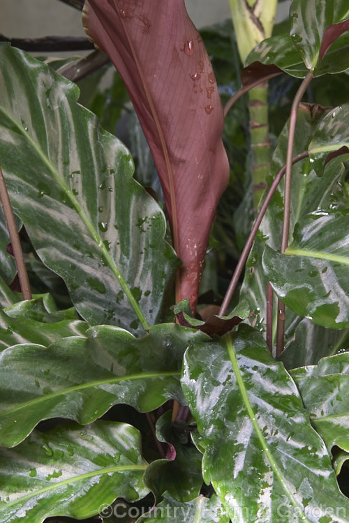 Calathea rufibarba, a rhizomatous perennial native to eastern Brazil. Usually grown as a house plant, it is notable for its foliage, which has red undersides and lustrous velvety upper surfaces.