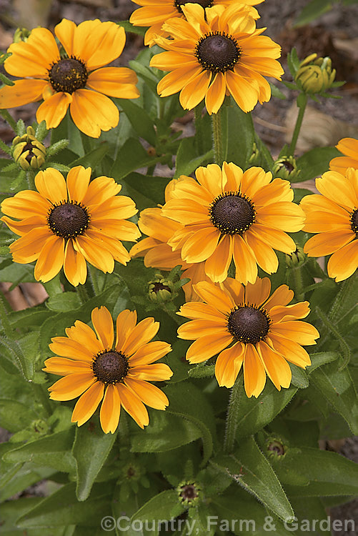 Rudbeckia 'Toto', a dwarf hybrid of Rudbeckia hirta, a US native. It grows to around 60cm tall, flowers very heavily and is a biennial or short-lived perennial that is usually treated as a bedding annual. rudbeckia-2220htm'>Rudbeckia.