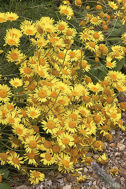 Anthemis tinctoria 'GrallaghGold', a cultivar of Dyers'. Chamomile, a biennial or short-lived perennial found over much of the temperate. Northern Hemisphere, that can grow to 90 cm high. anthemis-2193htm'>Anthemis.