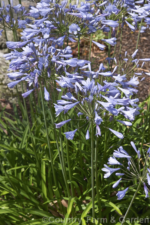 <i>Agapanthus</i> 'Peter Pan', a heavy flowering dwarf hybrid that has 50-60cm flower stems atop a 30cm high foliage clump. It blooms most heavily in late summer. Order: Asparagales, Family: Amaryllidaceae