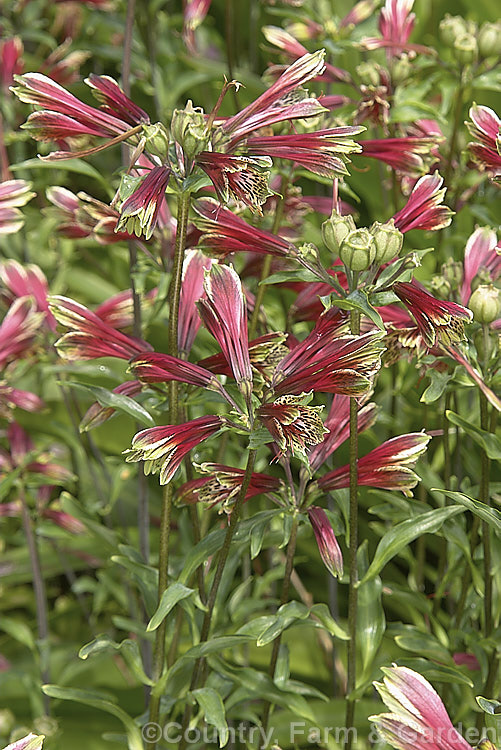 Alstroemeria psittacina, a heavy-flowering, fleshy-rooted, summer-flowering perennial native to northern Brazil. It gives a reliable show in gardens but is inclined to be rather invasive. alstroemeria-2321htm'>Alstroemeria.