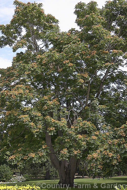 Tree of Heaven (<i>Ailanthus altissima</i>) in spring. This deciduous tree, up to 30m tall, is native to western China. It is very quick-growing when young and has largely insignificant spring-borne panicles of flowers that in late summer are followed by conspicuous seedheads (samara</i>). ailanthus-2270htm'>Ailanthus. <a href='simaroubaceae-plant-family-photoshtml'>Simaroubaceae</a>.