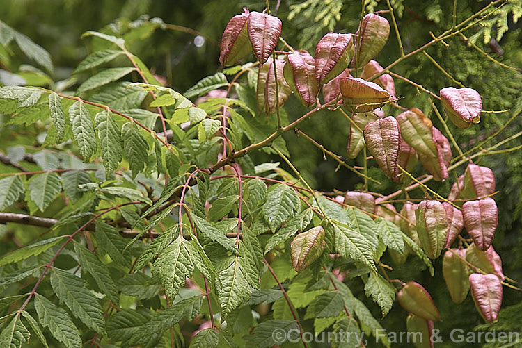 The inflated seedpods of the Golden Rain Tree (<i>Koelreuteria paniculata</i>), a Chinese and Korean deciduous tree grown mainly for its summer-borne sprays of yellow flowers. The foliage colours well in autumn. koelreuteria-2511htm'>Koelreuteria. <a href='sapindaceae-plant-family-photoshtml'>Sapindaceae</a>.