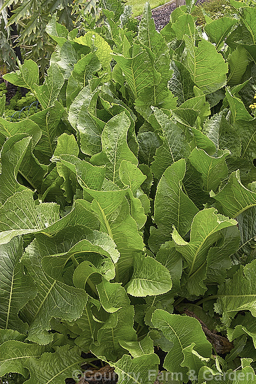 Horseradish or Red Cole (<i>Armoracia rusticana</i>), a Eurasian perennial herb with strong-growing roots that are used to make a pungent sauce. Tall spikes of small white flowers develop in summer but are usually removed from cultivated plants. armoracia-2363htm'>Armoracia. .