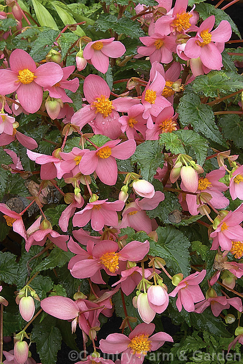 <i>Begonia x tuberhybrida</i>,multiflora group 'Le Madelon', a very heavy-blooming single-flowered hybrid with a semi-trailing habit, which makes it well-suited to hanging baskets. Order: Cucurbitales, Family: Begoniaceae