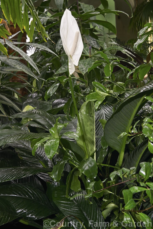 Spathiphyllum commutatum, a large-growing, large-flowered Peace. Lily native to Indonesia and the Philippines. It grows to around 15m tall with 50cm long leaves and 24cm flower spathes. spathiphyllum-2500htm'>Spathiphyllum.