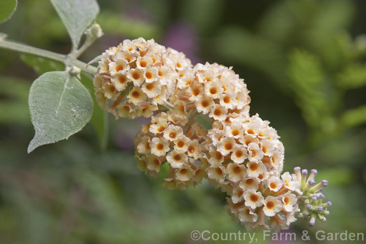 Buddleja x weyeriana 'Moonlight', a cultivar of a cross between the deciduous. Buddleja davidii fromAsia and the evergreen. Buddleja globosa from South America 'Moonlight' and 'Golden Glow' were the two original selection from the cross made by van der. Weyer. The shrub is semi-deciduous in mild areas, grows to around 2m high and wide, and flowers over a long season. buddleja-2053htm'>Buddleja. <a href='scrophulariaceae-plant-family-photoshtml'>Scrophulariaceae</a>.