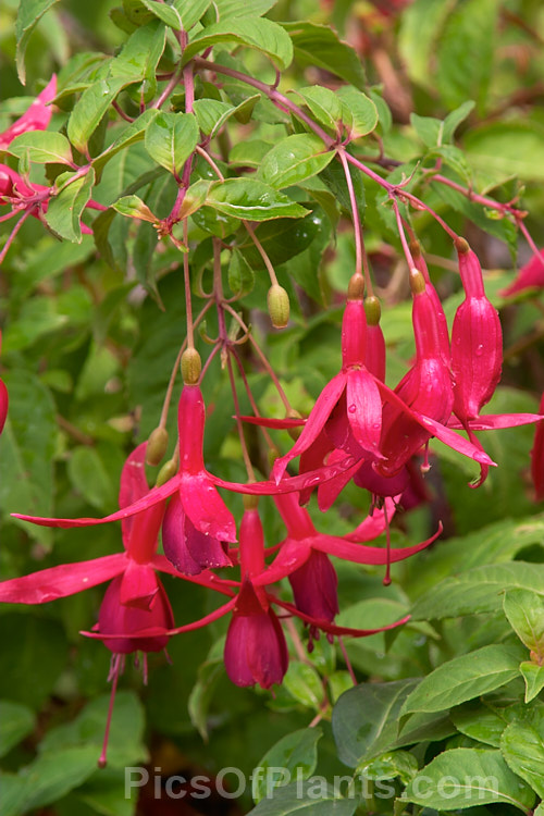 Fuchsia 'Fire of the East', a New Zealand-raised semi-trailing single-flowered bush. The flowers have long, narrow sepals that taper to a fine point. Order: Myrtales, Family: Onagraceae