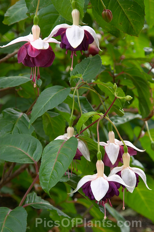 Fuchsia 'Dark Secret', an upright double-flowered bush raised by Hodges of the United States in 1957. The sepals are typically flushed pink on the inside and the outer petals are pink at the base. Order: Myrtales, Family: Onagraceae